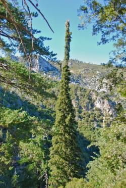 Santa Lucia fir (Abies bracteata). Cone Peak, Ventana Wilderness, Los Padres National Forest, Monterey County, CA. Copyright © Jeff Bisbee. 